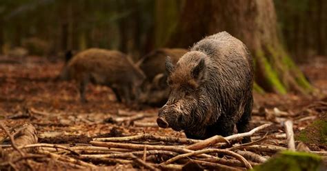 Guide to Hog Hunting for Beginners | Clever Hunters