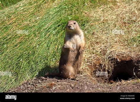 Prairie Dog near burrow Stock Photo - Alamy