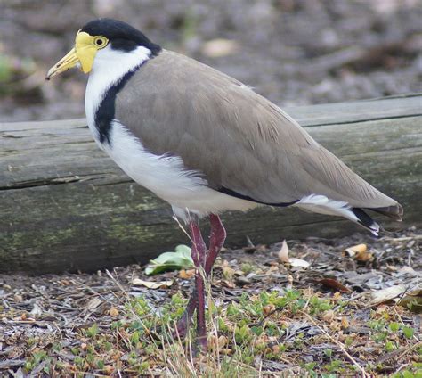 Masked Lapwing(Plover) | BIRDS in BACKYARDS