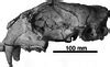 7 (a) Skull (cast) of Smilodon fatalis from Rancho La Brea, California,...