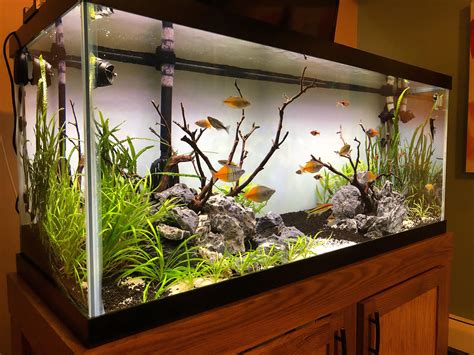 75 gallon Planted Rainbowfish Tank : r/Aquariums