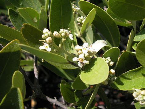 Black mangrove flowers | Smithsonian Environmental Research Center