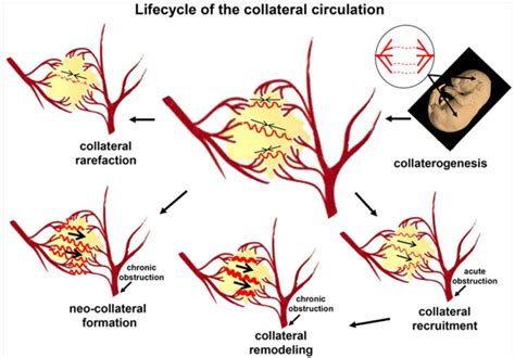 Collateral circulation definition, coronary collateral circulation & collateral circulation brain