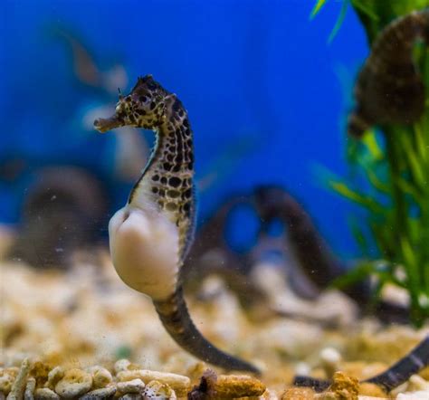 Why Do Male Seahorses Give Birth? How Is It Possible? | Kidadl