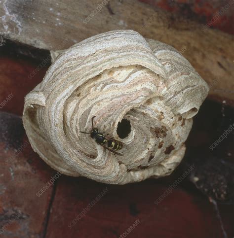 Queen wasp leaving nest - Stock Image - C053/4989 - Science Photo Library