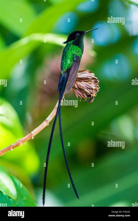 An endemic species Black-billed Streamertail Hummingbird (Trochilus scitulus). Jamaica ...