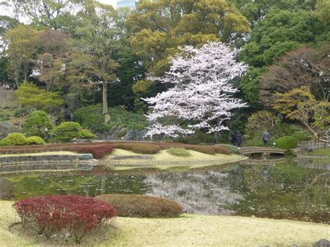 Cherry blossoms in bloom around the lake at Tokyo Imperial Palace, Tokyo, Chiyoda, Japan ...