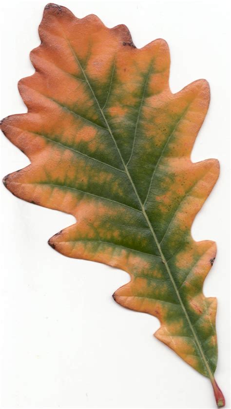 File:Autumn Swamp White Oak Leaf.jpg - Wikimedia Commons