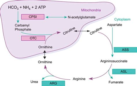 Steps Of Urea Cycle