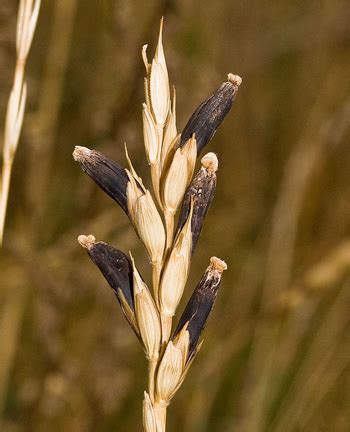 Ergot - Medicinal Herb Info