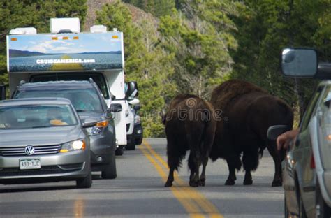 Buffalo Crossing the Street in Yellowstone National Park Editorial Photo - Image of road, park ...