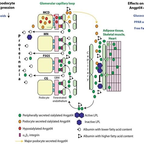 Sialic acid biosynthesis and recycling pathway. In humans, sialic acid ...