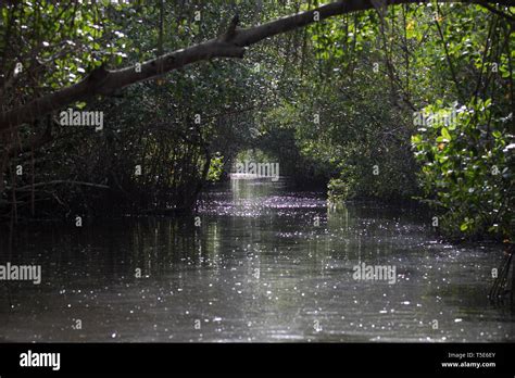 Caroni bird sanctuary trinidad tobago hi-res stock photography and images - Alamy