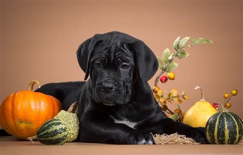 Thanksgiving Dogs Wallpapers - Wallpaper Cave