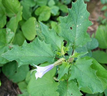 NameThatPlant.net: Datura stramonium