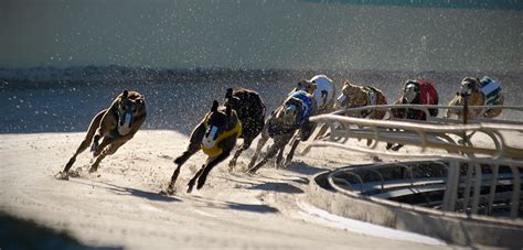 Greyhound Racing | Animal Cruelty | Take Action | ASPCA