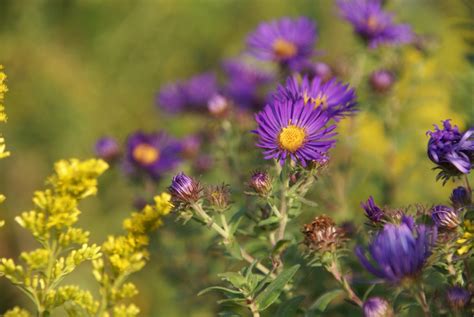 Nature Loves Purple and Yellow Together! - Joyful Butterfly