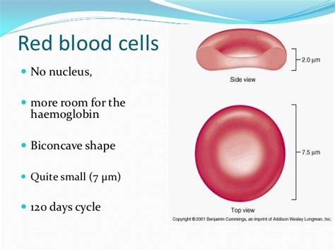 Pin on Red Blood Cell