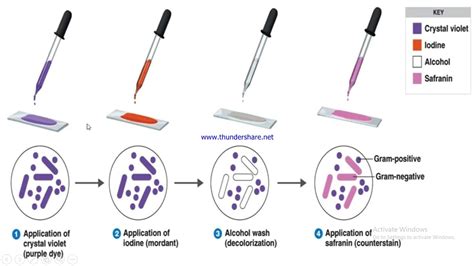 Gram staining - YouTube