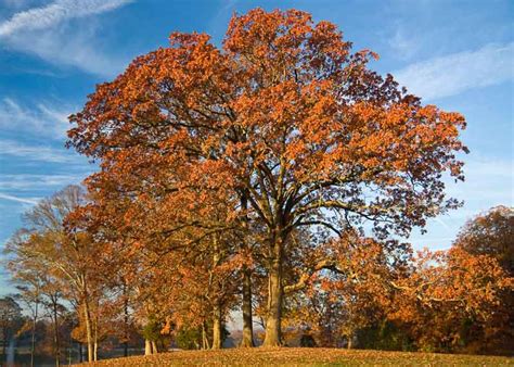 Quercus stellata (Post Oak)