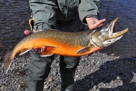 Arctic Char vs. Salmon: Looks, Taste, and Everything Else!