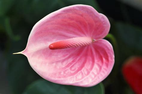 Pink Anthurium Flowers - Alii Hawaiian Flowers