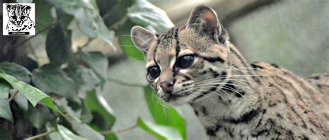 HDmargay1 – International Society for Endangered Cats (ISEC) Canada