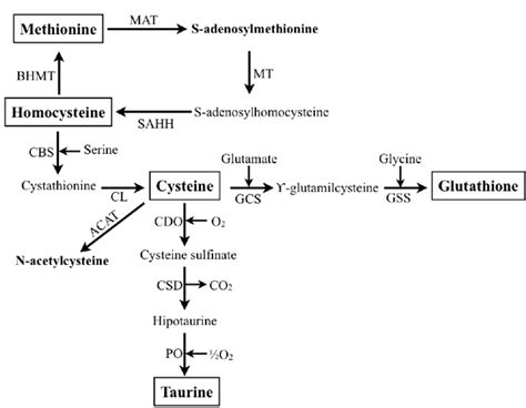 Transsulfuration pathway is illustrated. ACAT: acetyl-coenzyme A ...