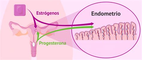 Preparación endometrial con estrógenos y progesterona