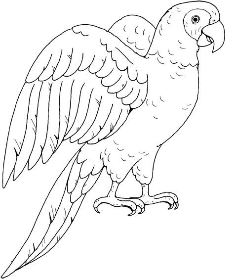 Parrot Line Drawing | Line Drawing | Animal coloring pages, Parrot cartoon, Bird drawings