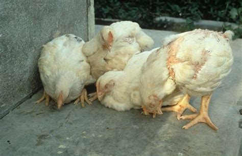 Newcastle disease outbreak hits Bulilima district -Newsday Zimbabwe