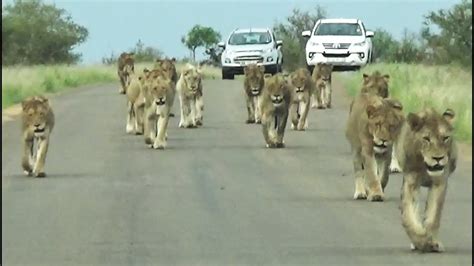 Kruger Park's Largest Lion Pride Ever Walking in Road - YouTube