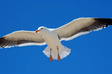 White Seagull Bird Flying Photograph by Bhupendra Singh