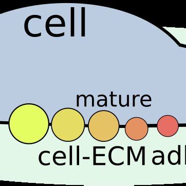 Side view of cell with new cell-ECM adhesion bonds forming in front and... | Download Scientific ...