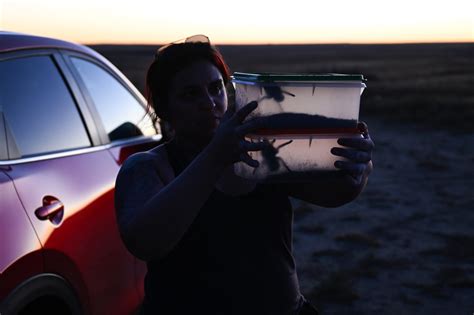 Photos: 2022 tarantula mating "migration" in Southern Colorado