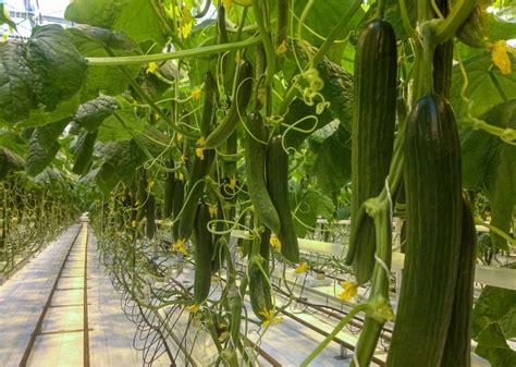 growing cucumber Artigos - Wikifarmer