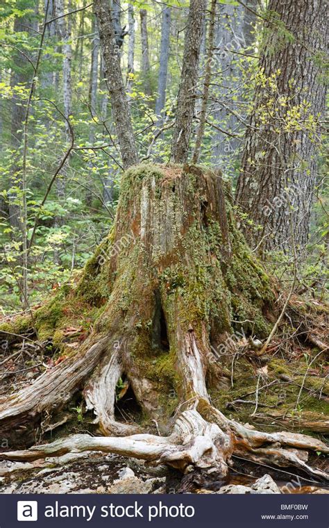 Decaying tree stump in the forest of Lincoln, New Hampshire USA.Stock Photo Lincoln New ...