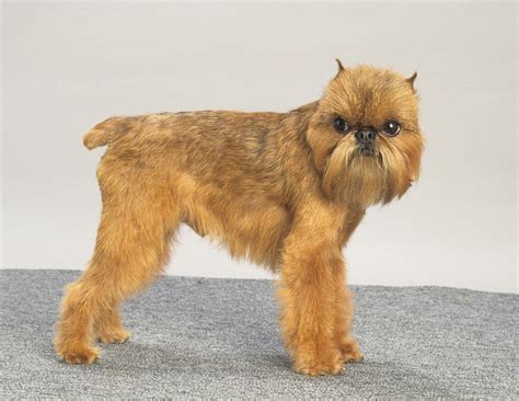 Brussels Griffon | Small Dog Breed