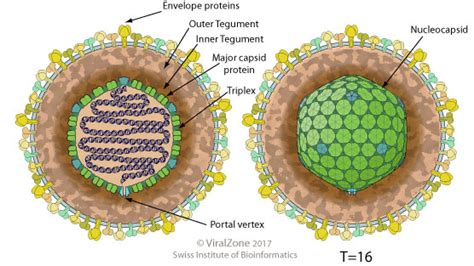 Herpesviridae ~ ViralZone