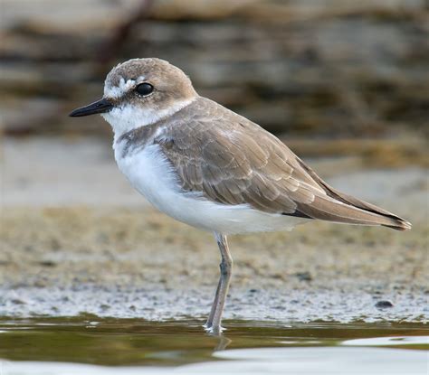 Kentish Plover in Shanghai - Shanghai Birding 上海观鸟