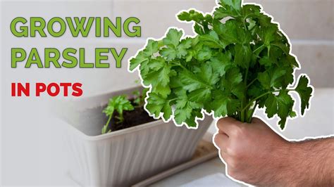 How to Grow Parsley In Pots | Full Guide from Seed to Harvest - YouTube