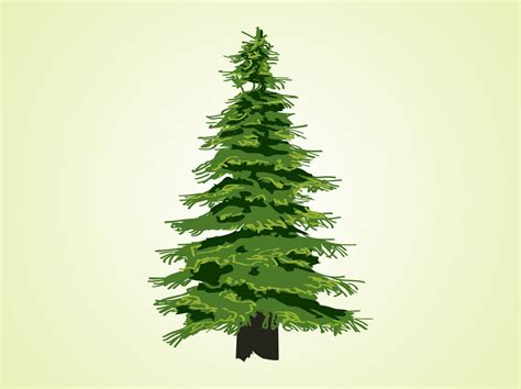 Evergreen Tree Illustration