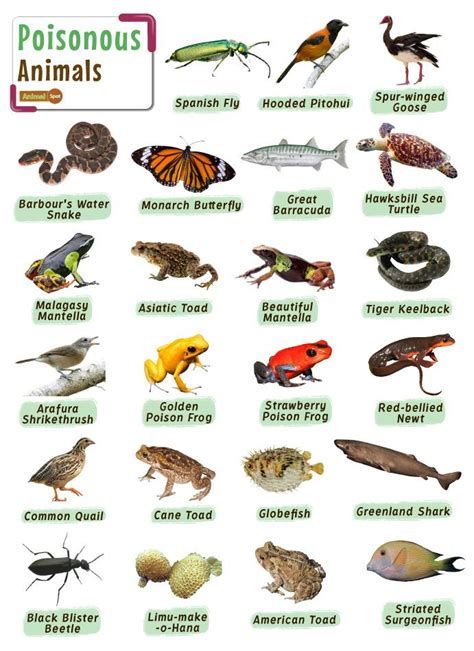 Poisonous Animals – Facts, List, Pictures