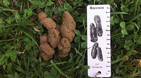 Raccoon Poop: Ultimate Scat Identification Guide - Squirrels at the Feeder