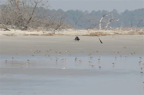 Sapelo Island Beaches - Sapelo Island Birdhouses 912-223-6515 annitast ...