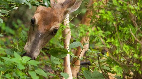 13 Best Deer Resistant Shade Plants For Your Northwoods Garden