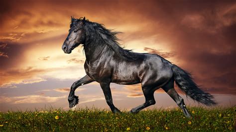 Horse, 4K, 3840x2160, #13 Wallpaper PC Desktop