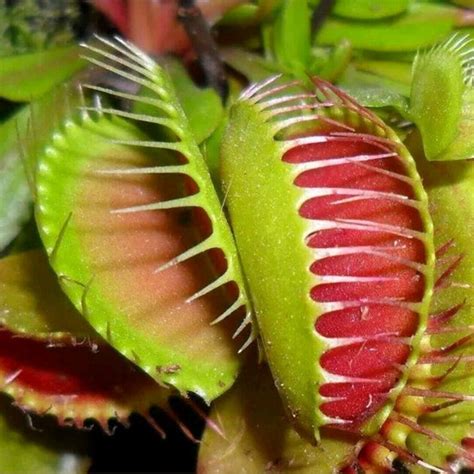 Carnivorous Seeds – Seeds for Africa