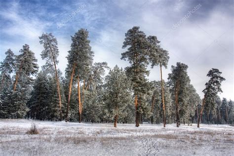 Winter pine forest 2 — Stock Photo © Burdoff #1927826