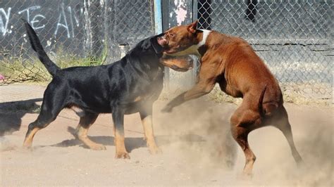 Pitbull Dogs Fighting